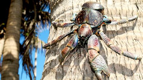 coconut crab in the philippines|The Coconut Crab Is an Icon of Batanes. That Has.